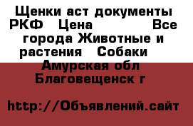 Щенки аст документы РКФ › Цена ­ 15 000 - Все города Животные и растения » Собаки   . Амурская обл.,Благовещенск г.